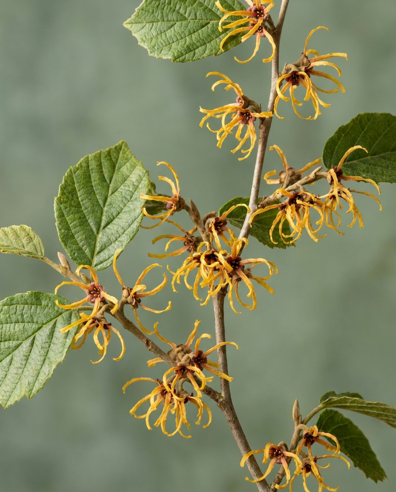 Witch Hazel